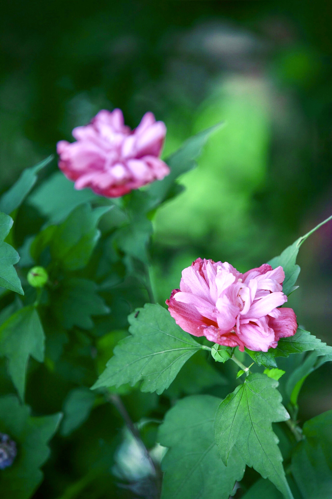 [首发] 牡丹木槿(二)