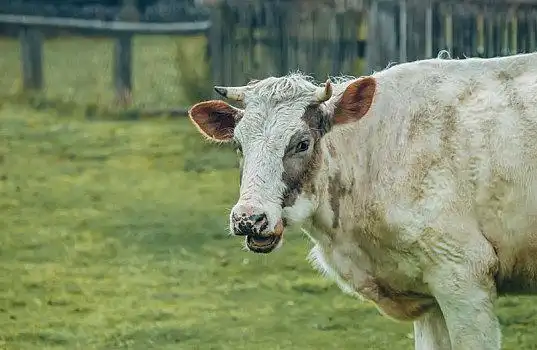 赫里福德牛图片