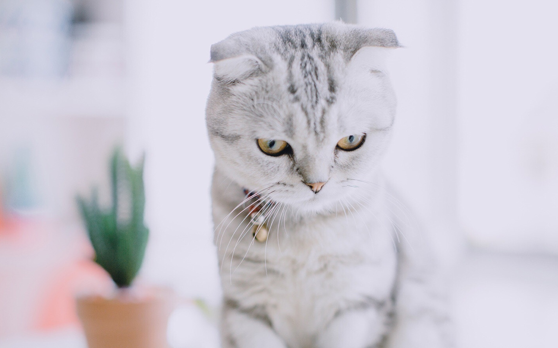 网红猫咪萌宠动物写真,高清图片,电脑桌面-壁纸族