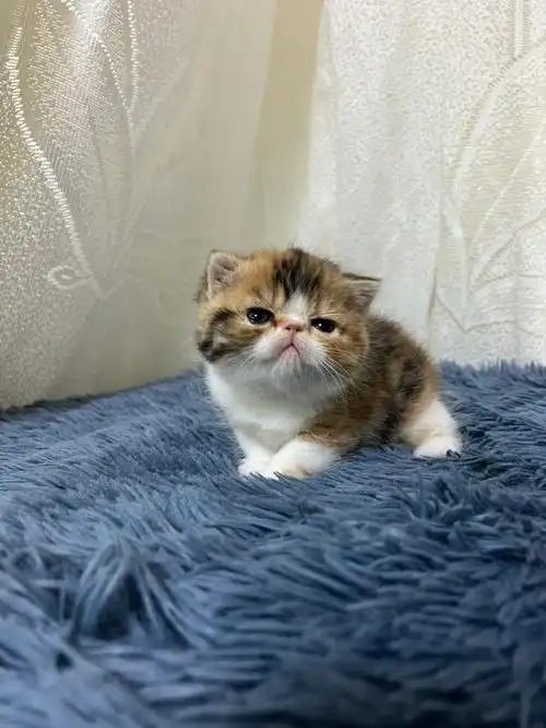 宠物猫  #江苏  #扬州  #繁育人  #异国短毛猫  #异国短毛猫加菲