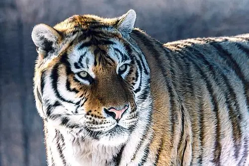 百兽之王--东北虎