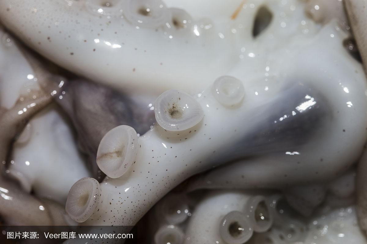 章鱼,吸盘,触须,水平画幅,2015年