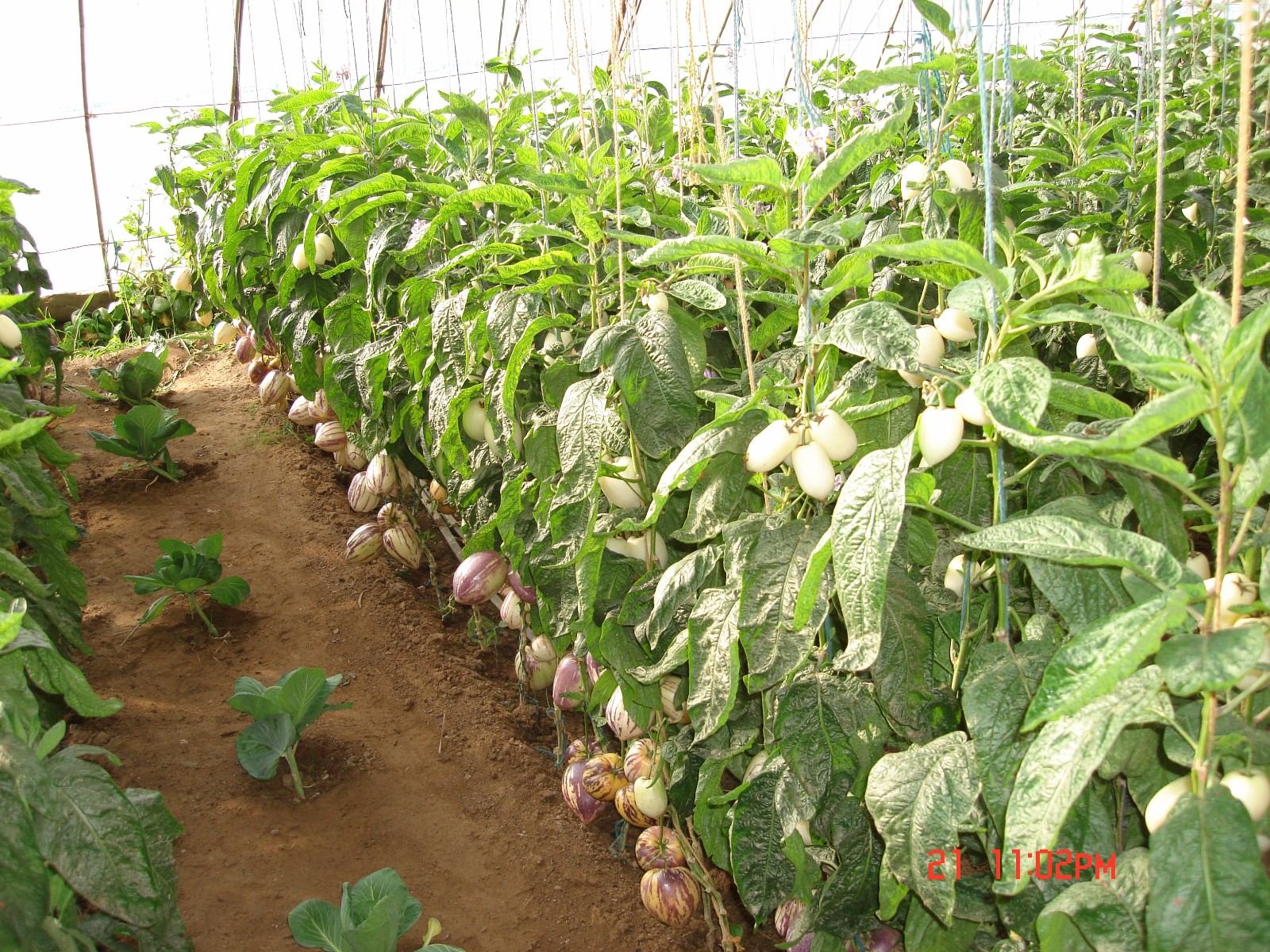 人参果树苗怎么种植(家庭盆栽人参果种植方法)