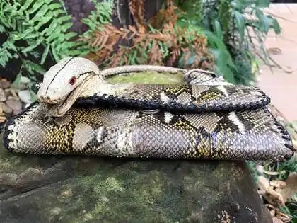 两眼盯着你 世界唯一"真蛇头"皮包好吓人_安徽热线