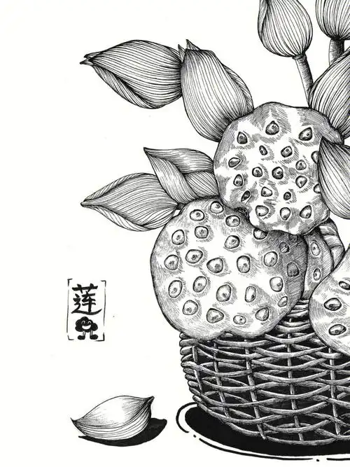 10岁荷花莲蓬写生线描创意美术