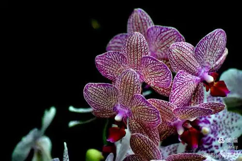 蝴蝶兰花姿如蝴蝶飞舞