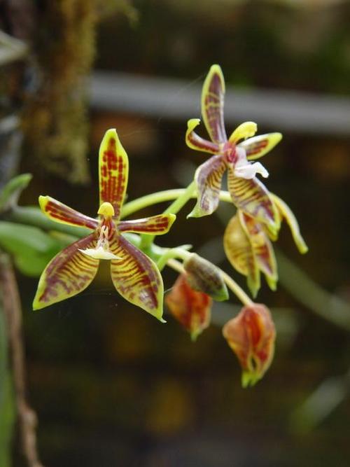 中国野生兰花品种图册(中国最好的兰花图片大全) - 彝家农业网