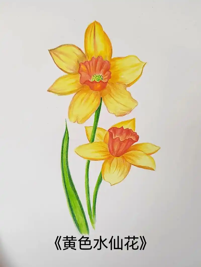 简单易学的彩铅花朵黄色水仙花画法.#彩铅 #零基础教学 #跟 - 抖音