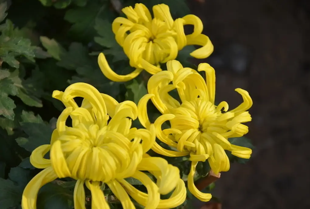 菊花的功效与作用你了解吗