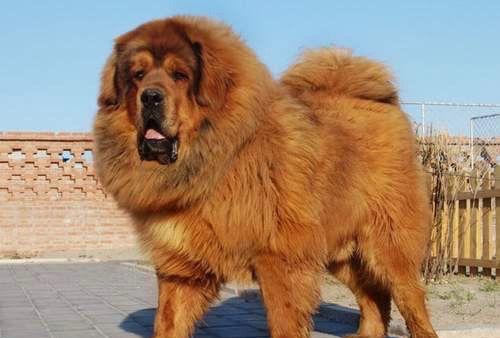 虎头藏獒有凛凛剽悍之神勇,有铜雕石筑之魁体,有威震群兽之雄风,能知