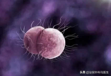 即淋菌性尿道炎,是指由淋病奈瑟菌(淋球菌)引起的以泌尿生殖系统化脓