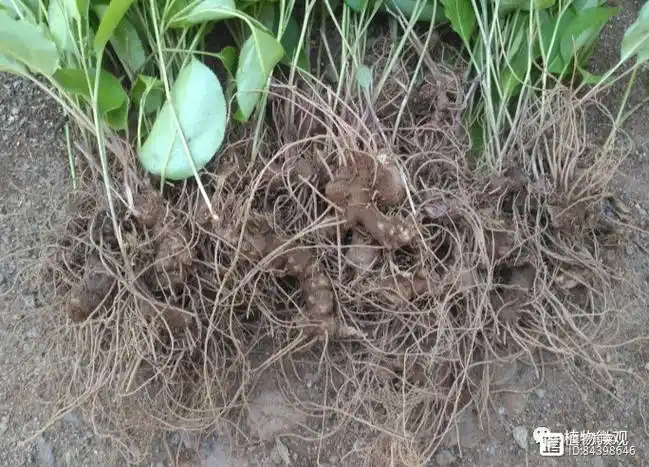 将的苍术这种植物也不例外,毕竟苍术在我国也是一种很常见的中草药,多
