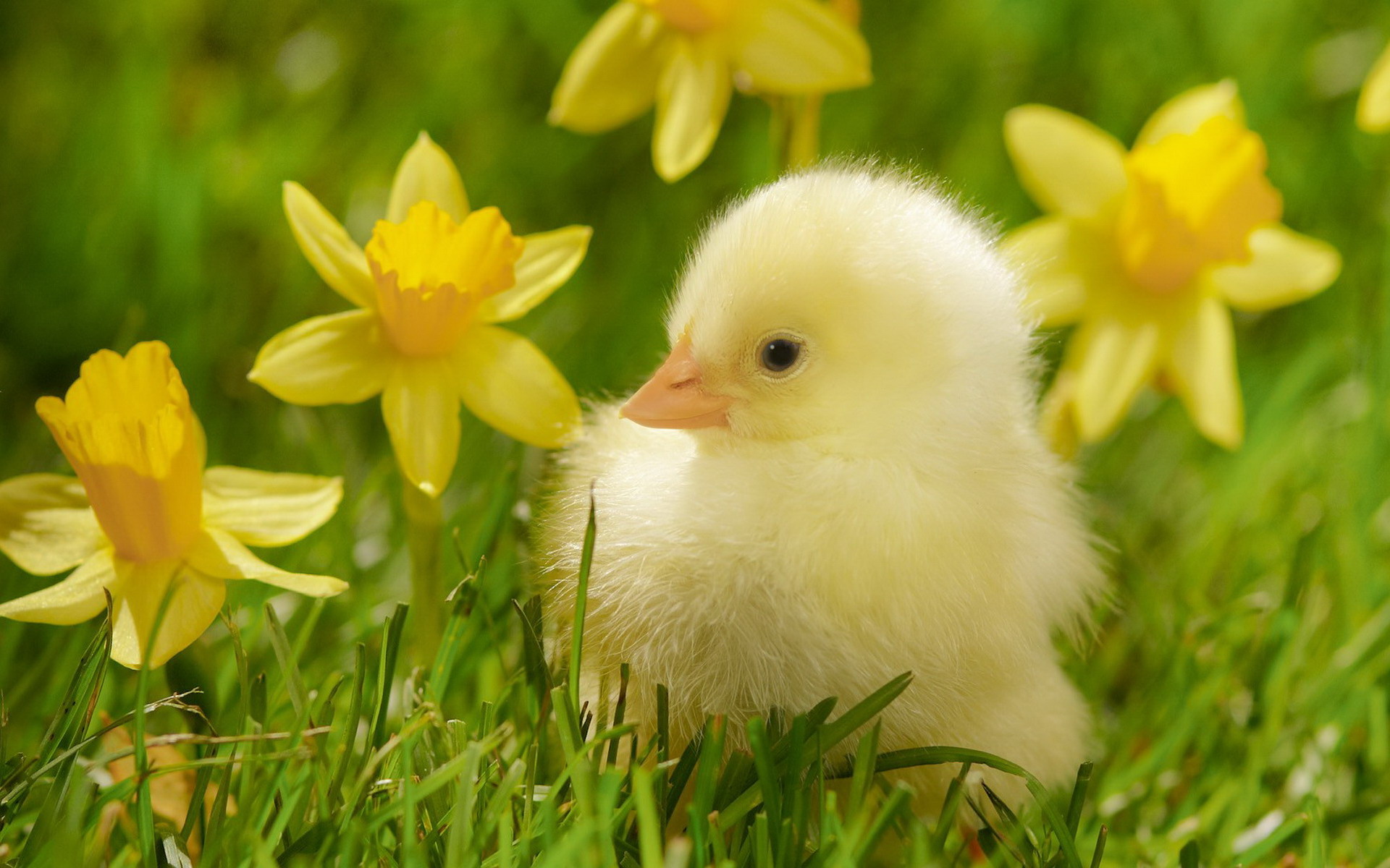 可爱的小鸡桌面壁纸之雏形小鸡高清大图预览1920x1200_动物壁纸下载