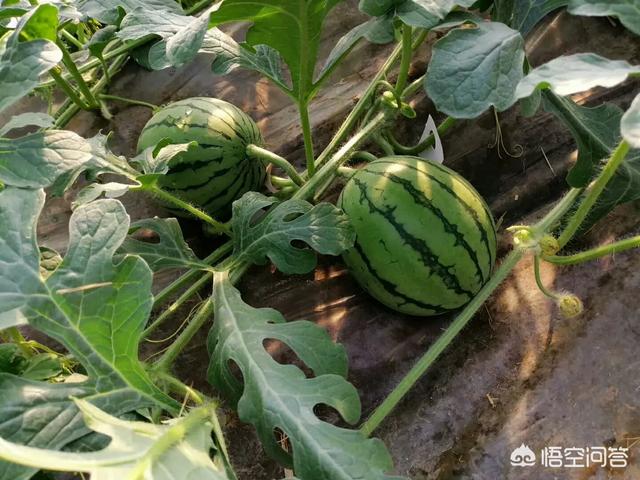 西瓜苗伸蔓时地太干,能天天浇水吗?