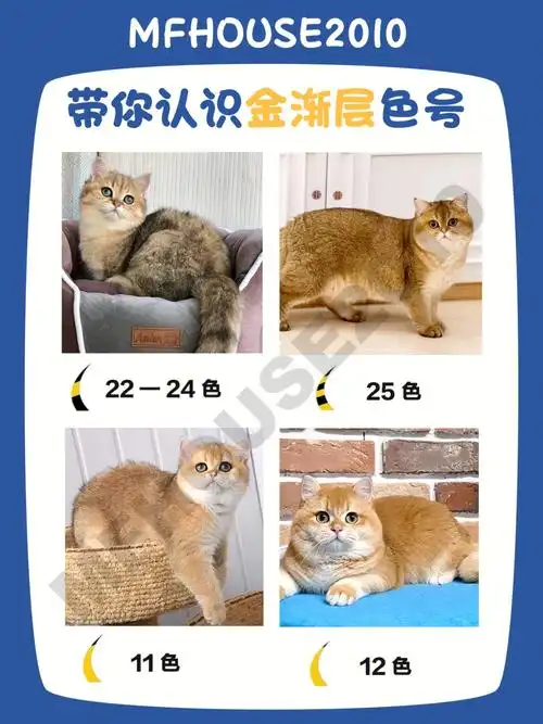 黑金渐层(ny),蓝金渐层(ay)紫金渐层(cy),巧克力金渐层(by)12色:渐层