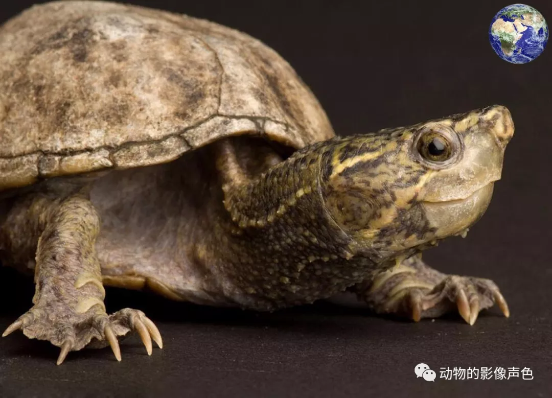 作为一种中大型的淡水龟,巨型麝香龟成体可以长到四十厘米的体长,与