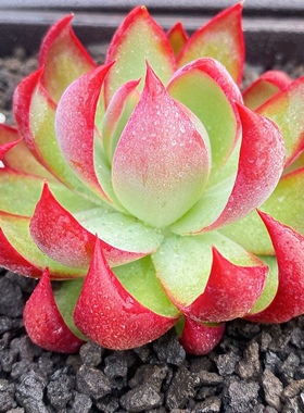 惊鸿仙子老桩卡西乌斯锦多肉植物稀有贵货肉肉办公室内阳台盆栽