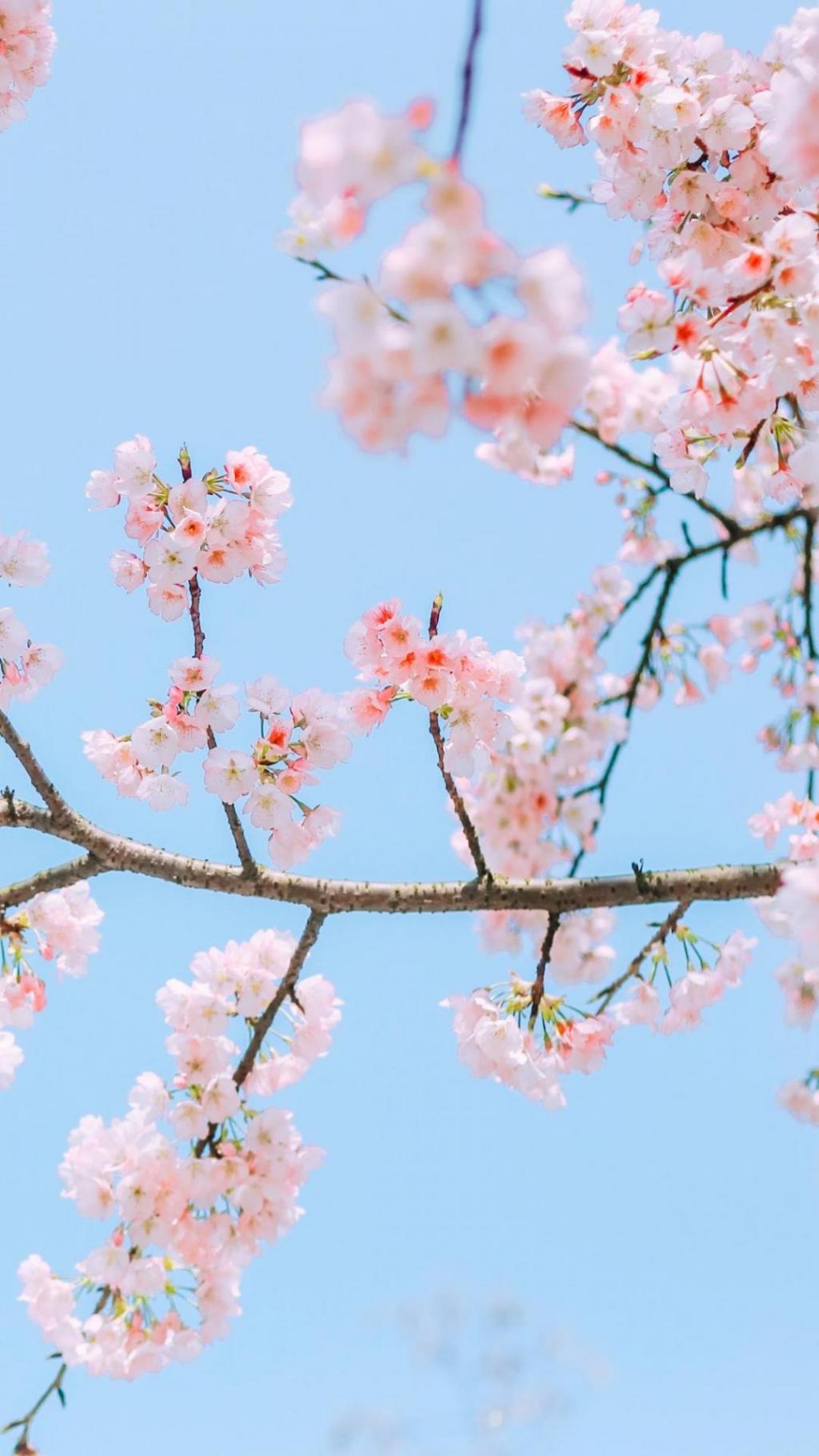 唯美迷人的樱花盛开,高清图片,手机锁屏桌面-壁纸族