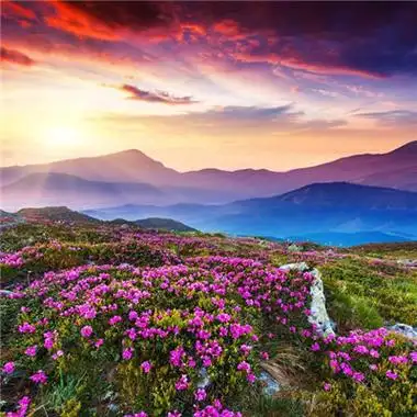 招财头像花高清漂亮的招财吉祥微信头像花的图片大全