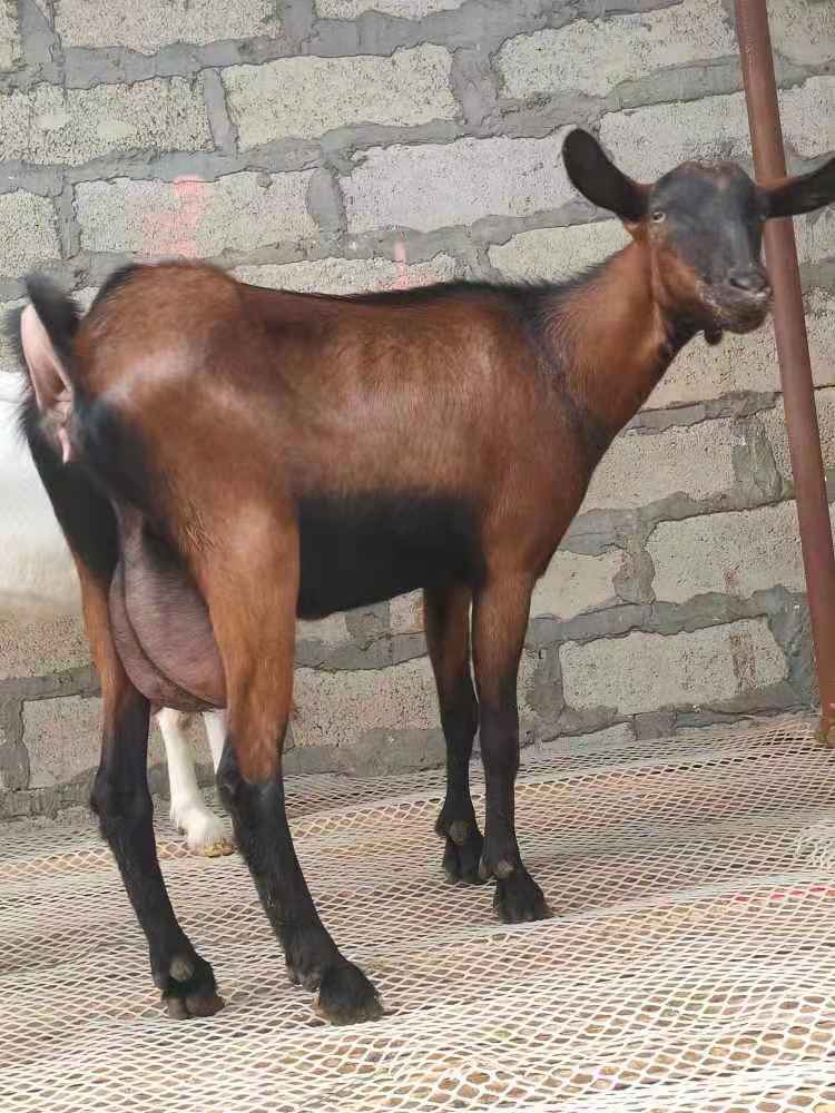 红鹿奶山羊,萨能奶山羊,瑞士黑奶羊,土根堡奶山羊等品种,奶山羊是乳用