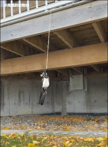 二篇①蜥蜴被鳄鱼追杀水上奔跑②熊掏出了驼鹿的胎③一只被吊死的鸟④