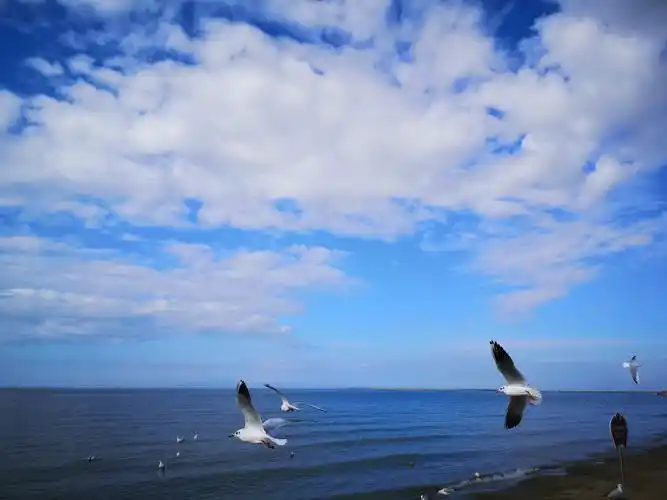 专的美篇南疆之旅——博斯腾湖金沙滩(2019.10.11)