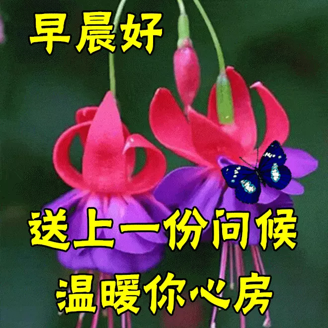 原创8张最漂亮的鲜花早安问候动画图片精选春天早上好问候祝福语图片