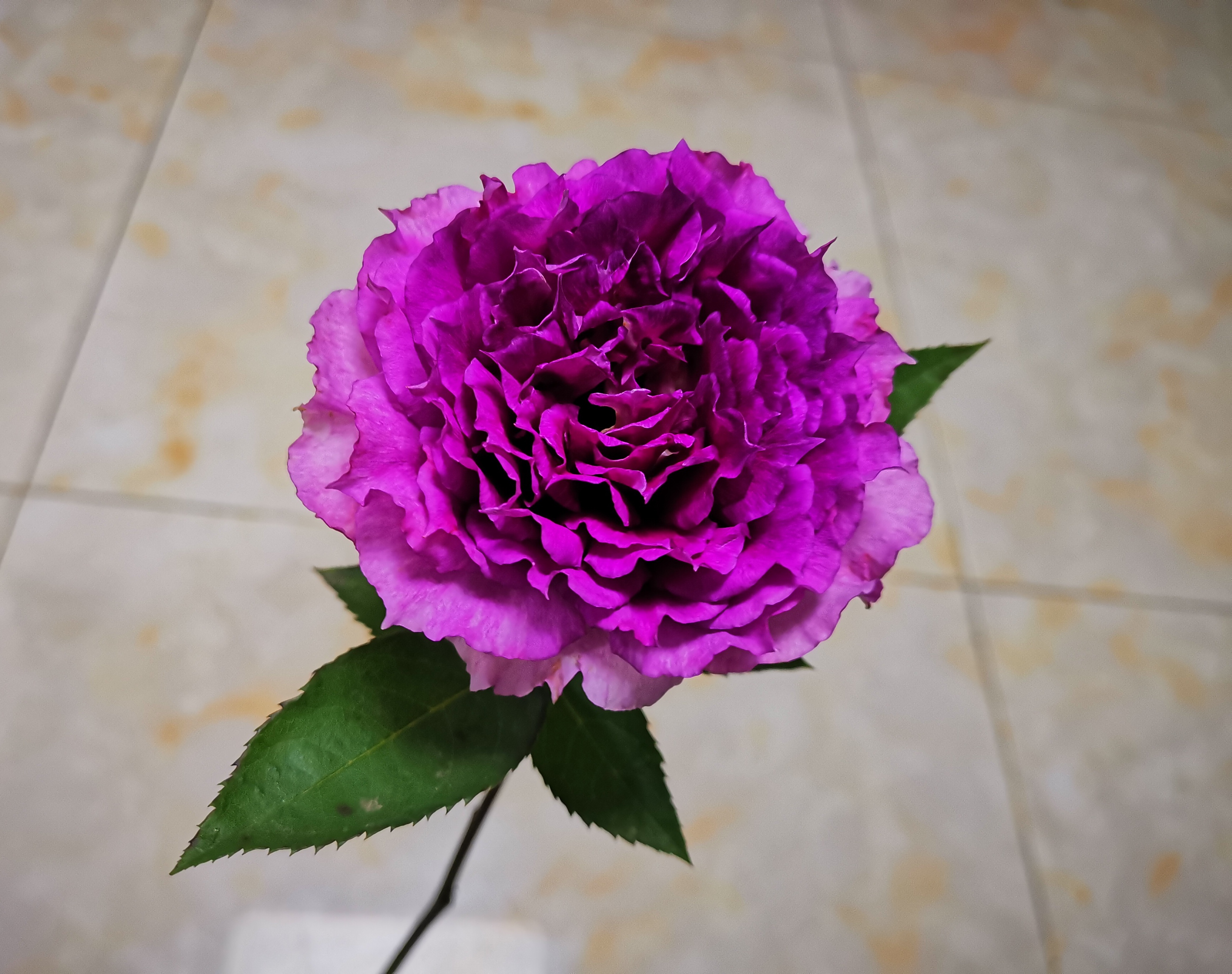 天方夜谭#月季# #养花#  中文名,天方夜谭,来自日本一款灌木月季,一经