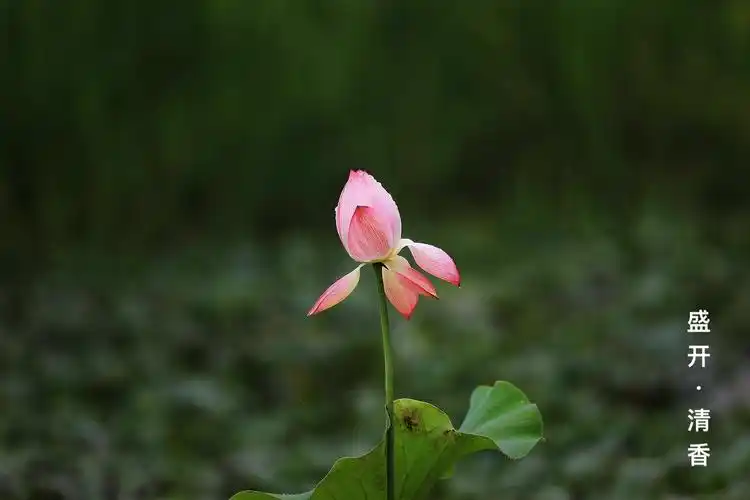 一朵荷花,就绽放了整个夏天
