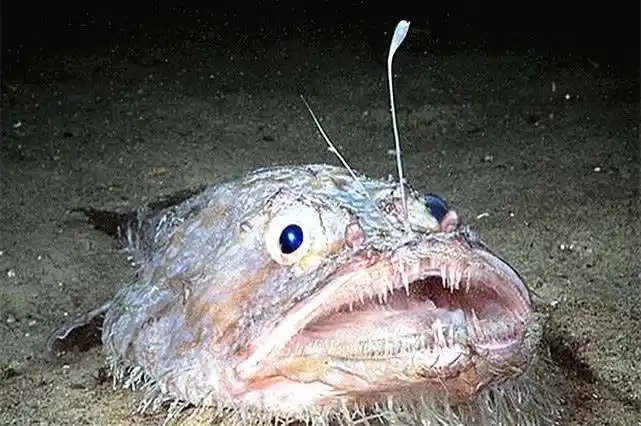 世界上"最奇葩"的鱼,一生得靠老婆养,找不到对象就会变性!