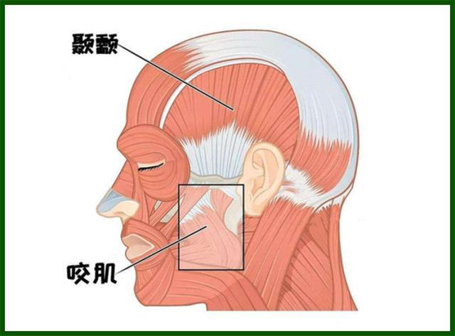 美脸大作战从搞定咬肌开始咬肌真的会越长越大吗