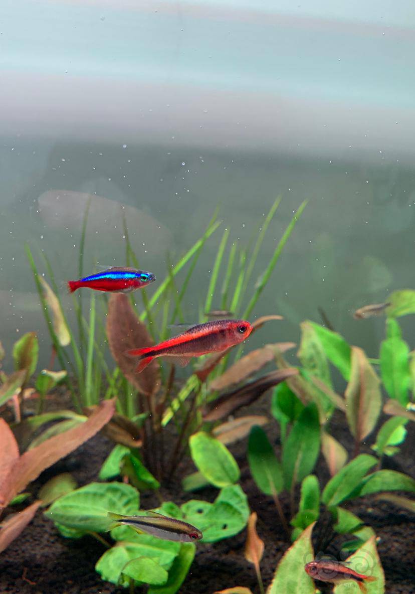 【灯科鱼】红火蚁配椒草