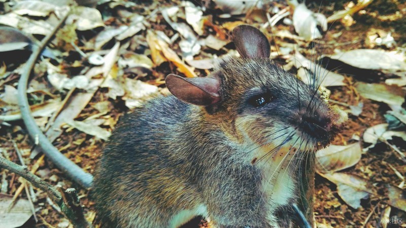 小米note顶配版近距离观看白腹鼠
