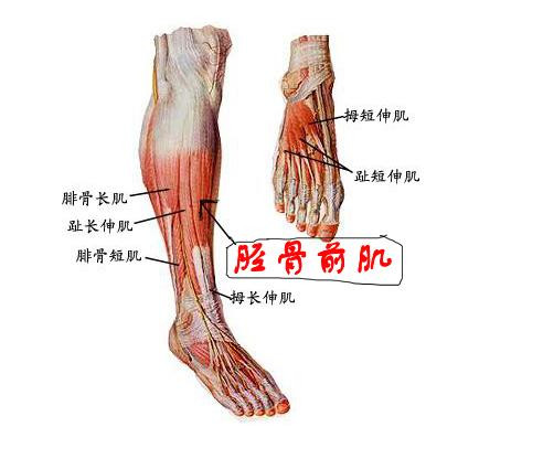胫骨前肌