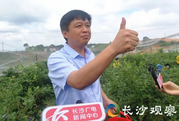图为望城区副区长易文龙为蓝莓带货