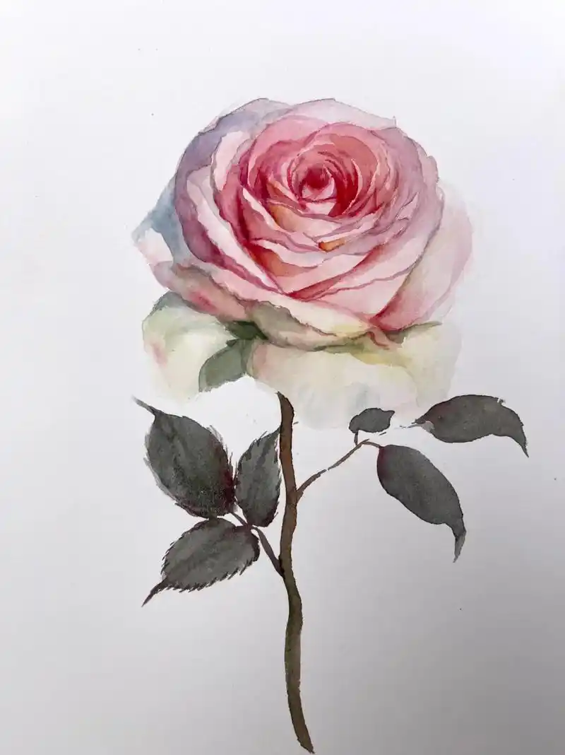 昨天尝试了一下粉色月季花,并记录出了步骤781596#零基础学画