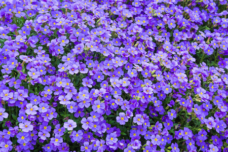 美丽的春天的花朵在户外紫色照片