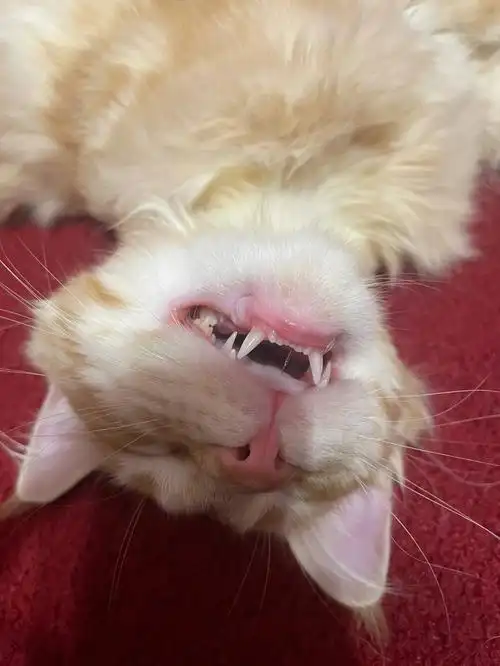 小猫咪睡觉口水也拉丝00