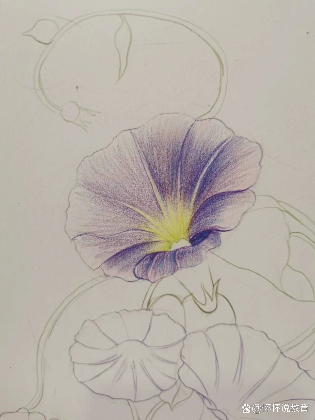 从素描到插画0基础 d100 牵牛花 彩铅步骤图 第89幅作品,喜欢的话可以