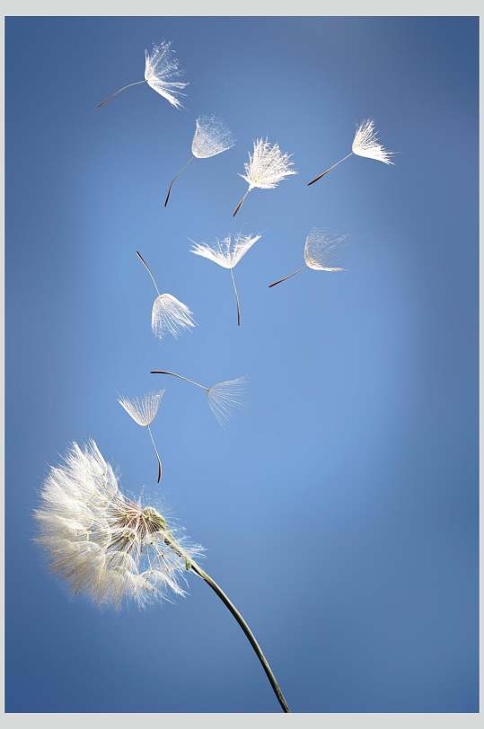 吹散蒲公英图片素材大全大图