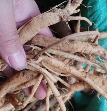 云南野生土党参 新鲜野党参 土人参 煲汤