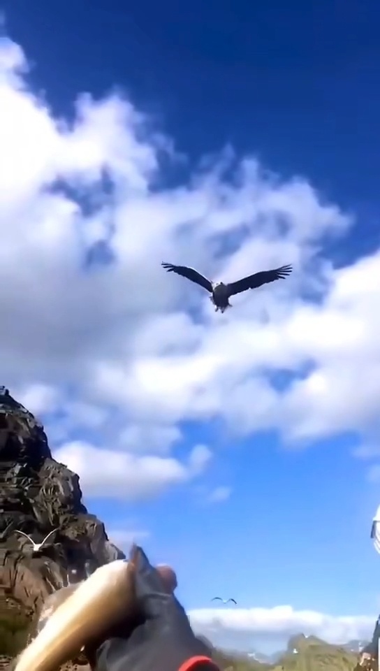 我要能像鹰一样自由自在的翱翔在天空 多么美啊