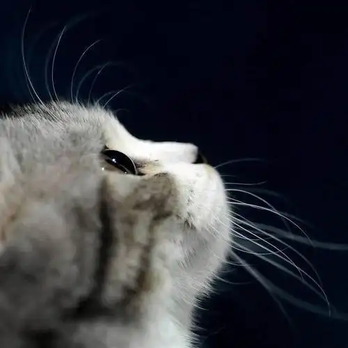 盛世美颜侧脸杀,只要角度找得好,每只猫咪都是猫界吴彦祖