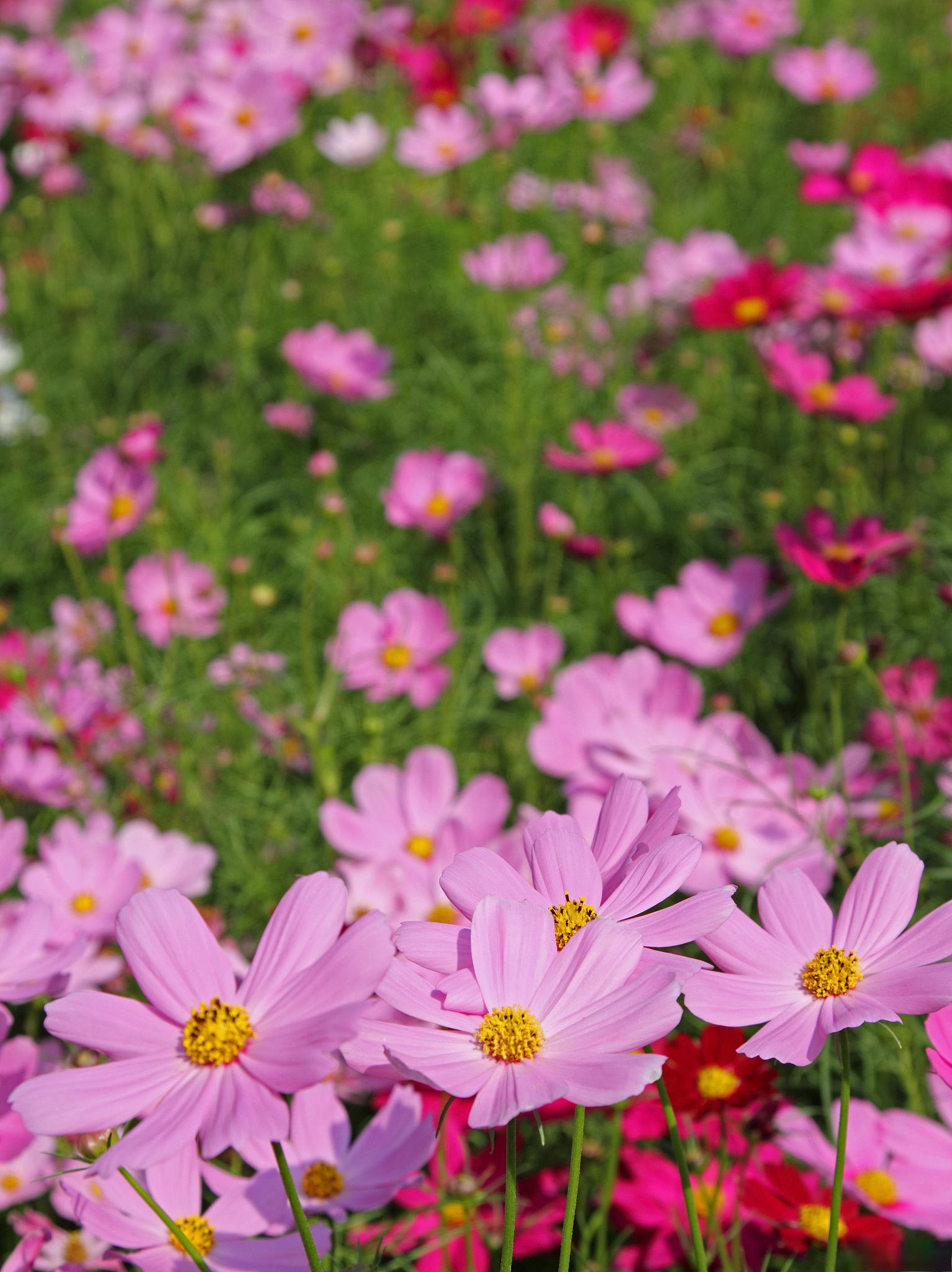 那么,就跟随我们一起探索波斯菊冬日绽放的奥秘吧 97播种时间至关