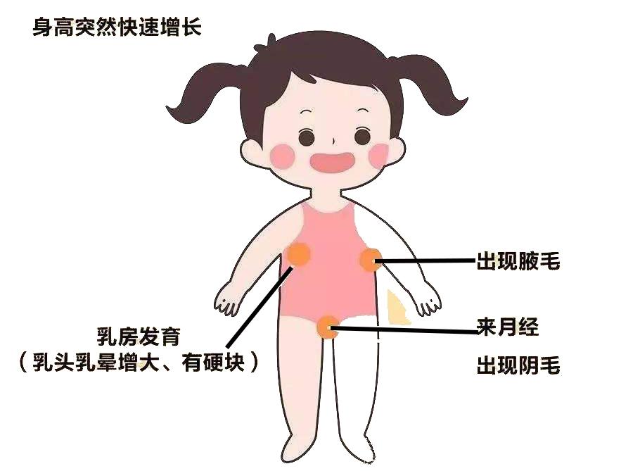 进入青春期之后,孩子的发育是有规律的:从乳房发育到阴毛出现,再到