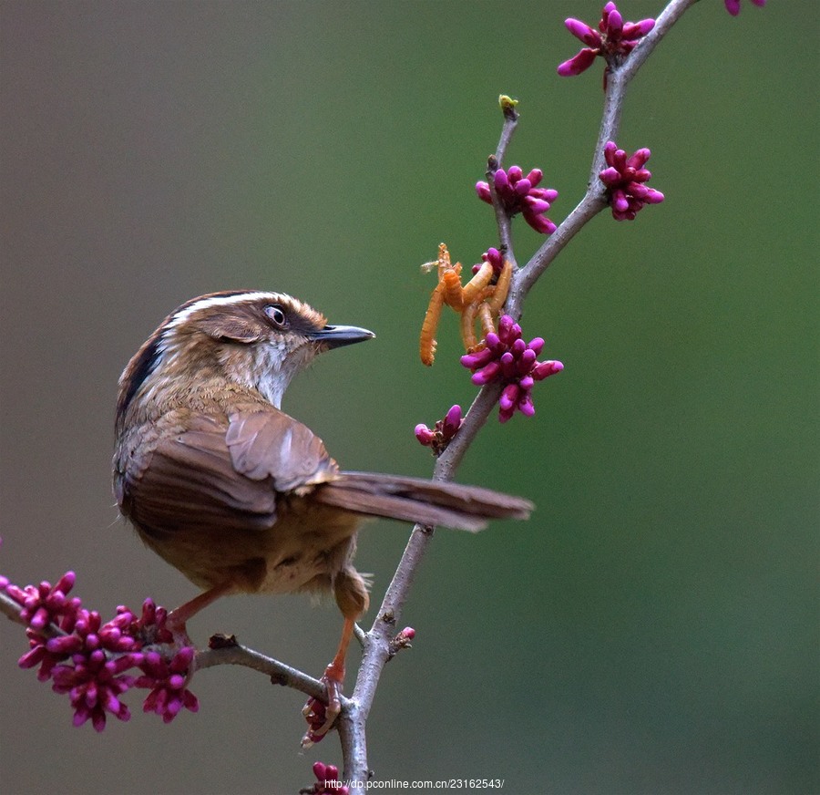 2018春季的首次拍鸟