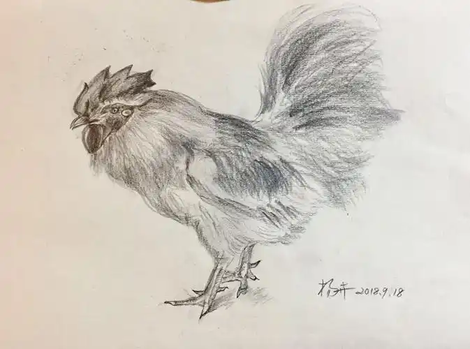 基础班画动物,同学画的公鸡!