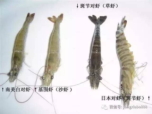 亩产量2000斤,亩净效益在3万元!