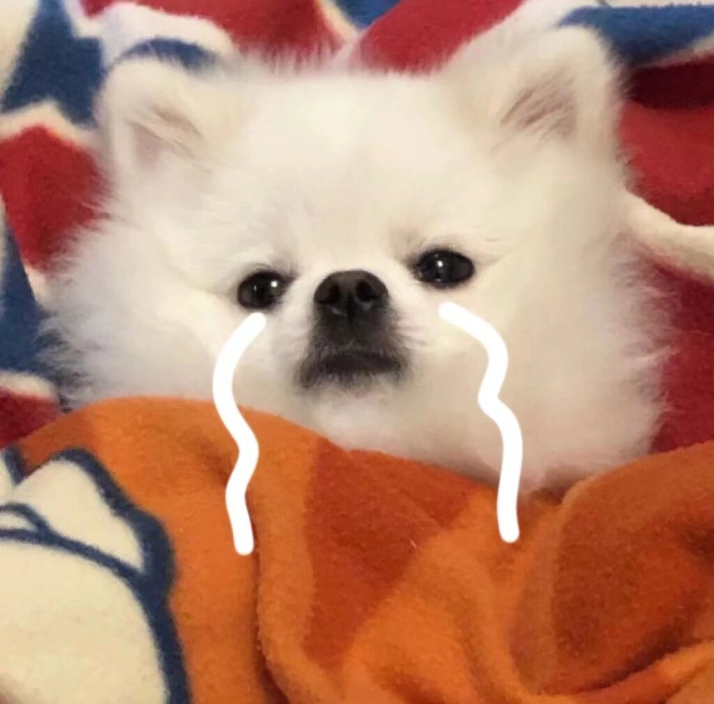 狗狗系列头像～对这种软萌小可爱毫无抵抗力 喜欢小狗狗的姐妹们可以