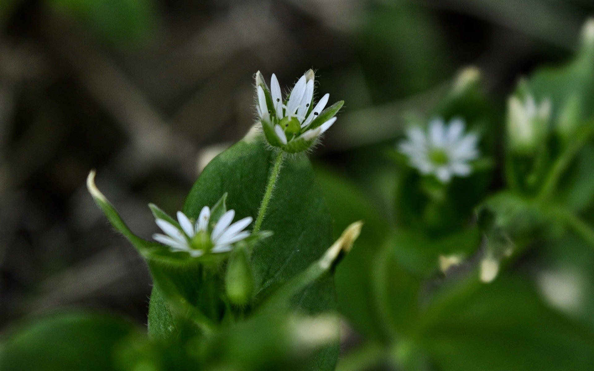 绿色护眼植物花卉微距摄影图片高清壁纸
